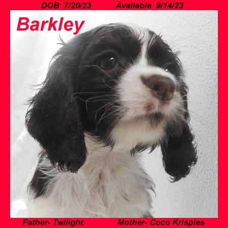 puppy, for, sale, Cocker Spaniel, Joe & Cherri  Overlease, dog, breeder, Miller, MO, dog-breeder, puppy-for-sale, forsale, nearby, find, puppyfind, locator, puppylocator, aca